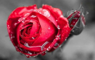 玫瑰：浪漫的春节，玫瑰的价格不贵