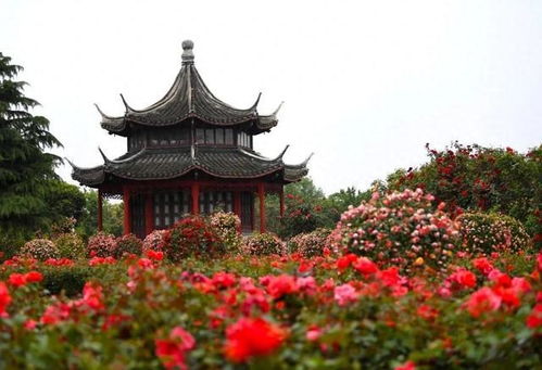 月季花:中国年，河南风味｜一朵月季花种出大产业 春节期间，南阳石桥镇静候花盛开