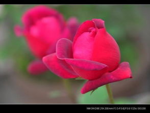 玫瑰：玫瑰奇特的变异形态及其原因