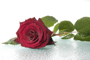 玫瑰：玫瑰花瓣颜色形成的原因和机制