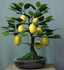 盆栽柠檬树如何扦插才能活[盆栽柠檬树如何修剪才能结果]