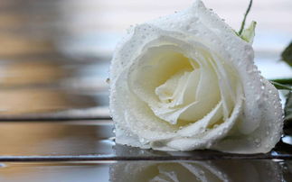 三朵白玫瑰真正的花语[3朵白玫瑰3朵粉玫瑰花语]