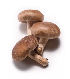 蘑菇图片[蘑菇图片]