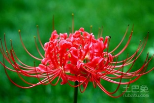 石蒜与彼岸花的区别图片[石蒜与彼岸花的区别图片对比]