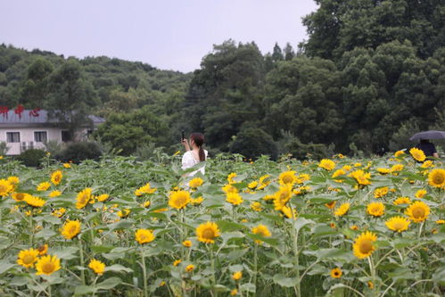 月季花肥能用于绣球花吗？月季花肥能用于绣球花吗？图片