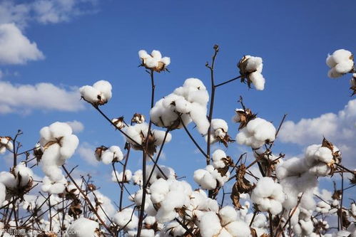 美国棉花出口销售：越南29.6千包领跑，中国大陆56.1千包居次