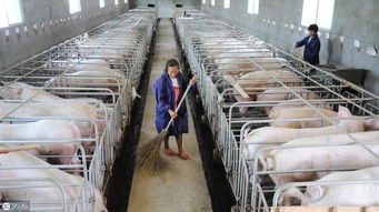 美国生猪养殖发展启示录：中国规模化养殖进入第二阶段