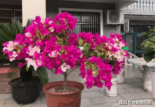 如何施肥开花三角梅【开花三角梅如何施肥视频】