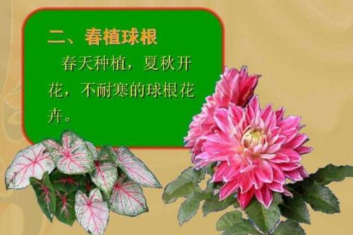 花卉施肥注意事项有哪些[花卉施肥注意事项有哪些内容图片]