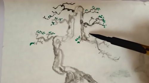 九里香的怎样画_九里香的简笔画