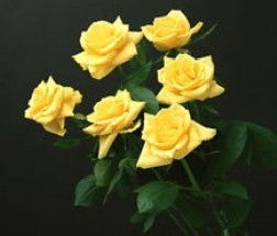  33朵黄玫瑰的花语，无尽的爱 33朵黄玫瑰花语是什么意思呀--第1张
