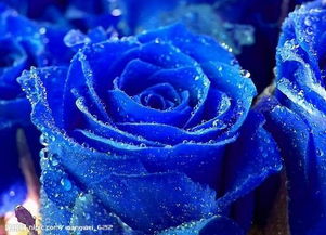  一朵蓝玫瑰是什么意思 蓝玫瑰适合送什么人，一朵蓝玫瑰的寓意，神秘、高贵，适合送给心仪的人--第1张