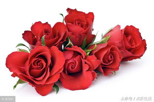  玫瑰花的支数的含义 玫瑰花支数的意义，玫瑰花支数的意义，玫瑰花的支数与爱情、浪漫和热情有关。--第1张