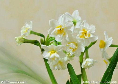  水仙花的图片 水仙花的图片真实，水仙花的美丽图片，真实呈现水仙花的魅力--第1张