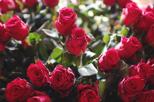  玫瑰花颜色的寓意和花语 玫瑰花颜色的寓意和花语是什么--第1张