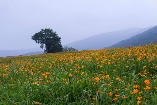 春天最具代表性的花朵——樱花