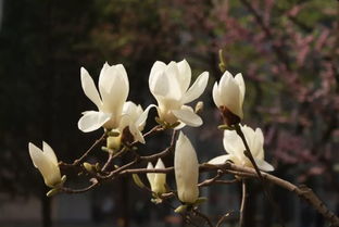  玉兰花语和寓意 兰花开花的寓意和象征