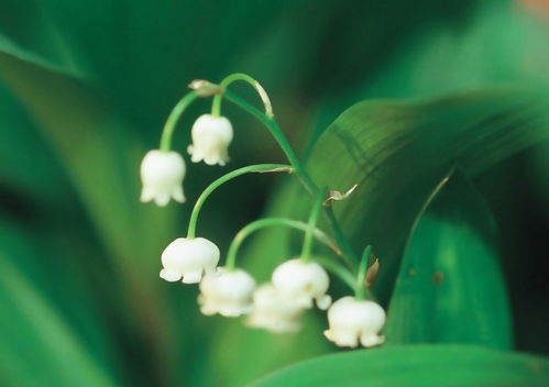  风铃花的花语——美丽、温柔和永恒的爱 铃兰花的花语是什么