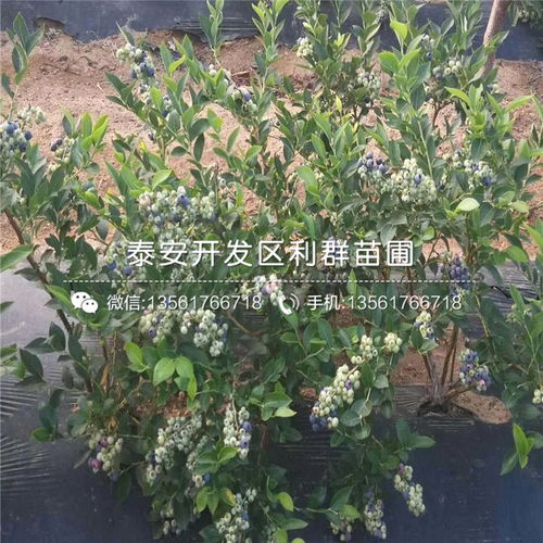  结香花卖多少钱一棵 结香花卖多少钱一棵合适