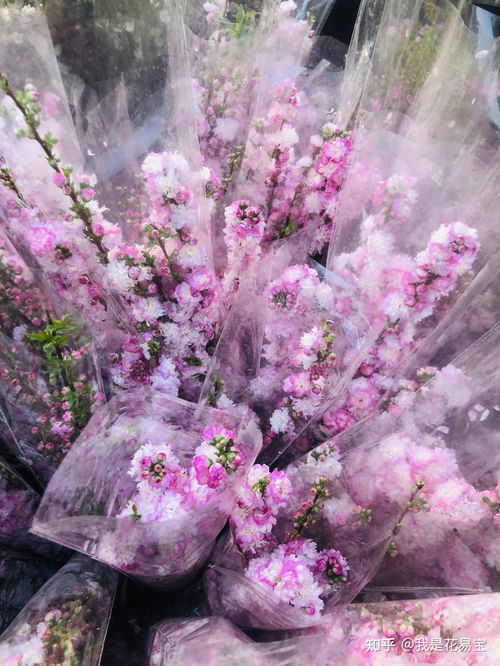  春天的花语，那些盛开的花朵 春天都有哪些花开放图片