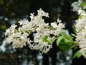  丁香花树——美丽与神秘的交织 丁香花树冬天落叶吗