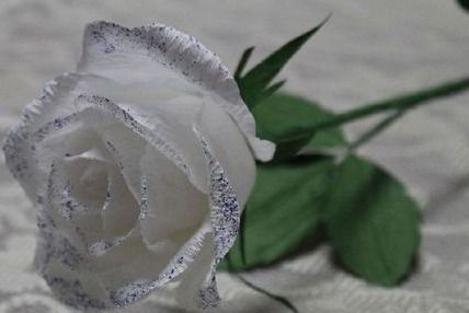 各色玫瑰花的寓意，爱情、容光焕发、幸运与财富。