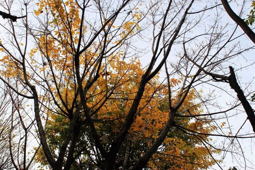  黄葛树落叶——秋天的诗篇 黄葛树落叶还是常绿--第1张