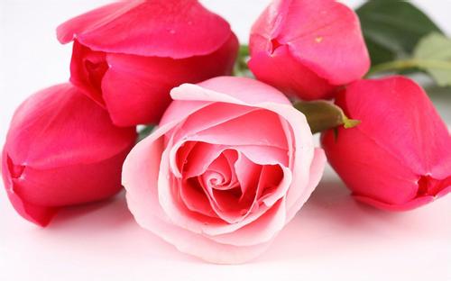 21朵粉玫瑰的含义，浪漫与独立