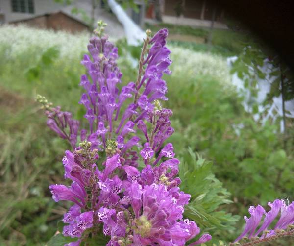  春天开的花有哪些花 春天开的花有哪些花朵名字