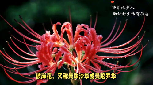  彼岸花花语——生死之恋，无尽的思念 彼岸花花语是什么含义