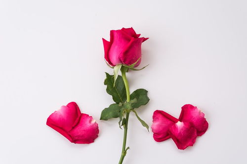 浪漫之花，11支玫瑰花的深情寓意