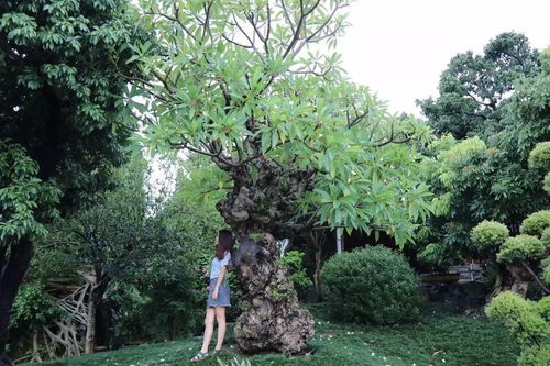  白蜡树花，自然的馈赠与生命的赞歌 白蜡树花图片