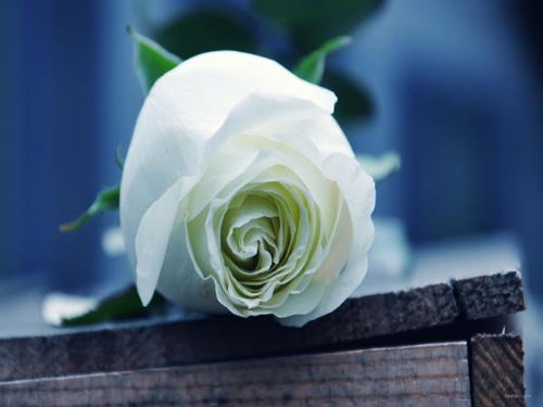  白色玫瑰的花语 香槟玫瑰的花语