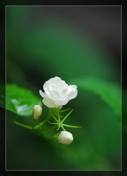  茉莉花图片真实照片，展现自然之美 茉莉花图片真实照片一小朵