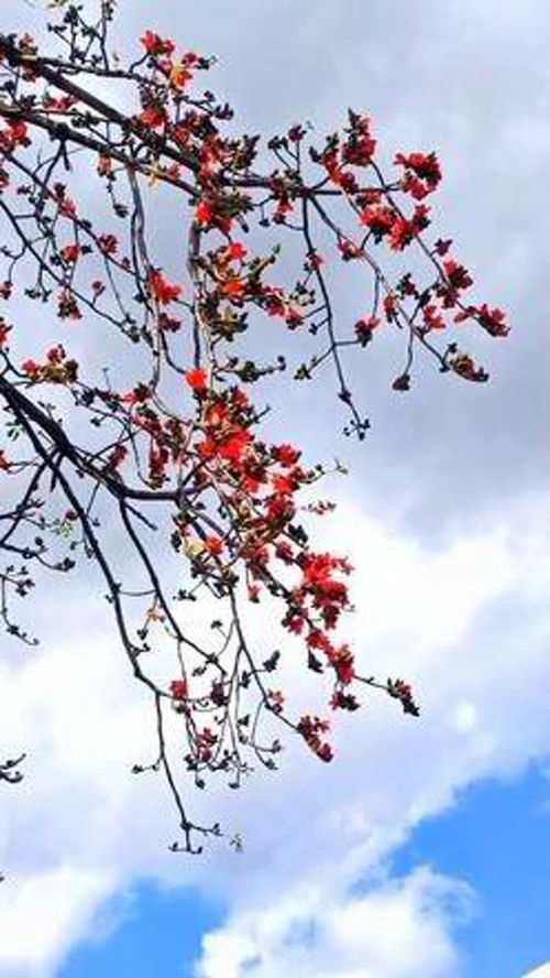 木棉花的春天图片——绚丽多彩的季节画卷