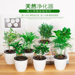 盆栽植物，为家居生活增添绿意与生机