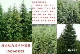 新手怎么做苗木生意