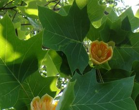 花叶子白斑图片大全 ，花叶子白斑图片，揭示植物健康状况的秘密 