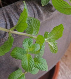 室内植物叶子发白 室内植物叶子发白怎么处理 