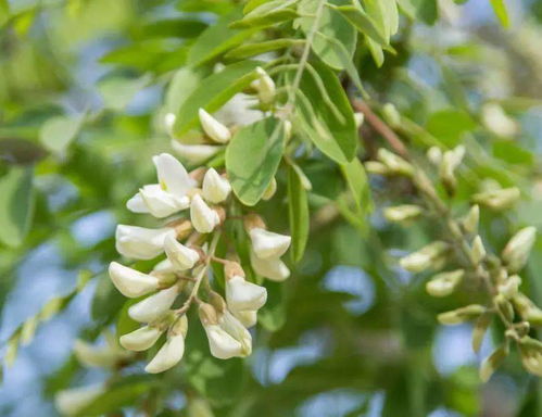 香叶子树花图片 香叶子树花图片欣赏 