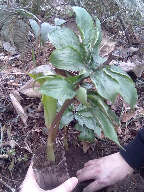 叶子扒土中间开花植物叫什么 叶子扒土中间开花植物 