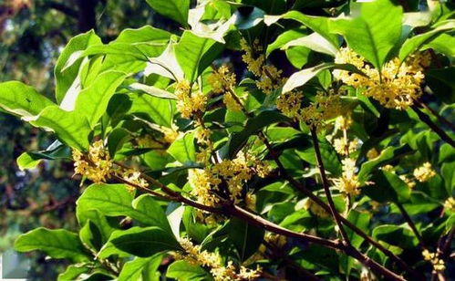 桂花叶子干枯原因 桂花叶子干枯原因是什么 