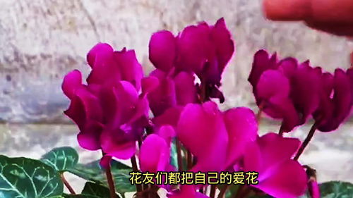 花期可以给叶子喷水 花期可以给叶子喷水嘛 