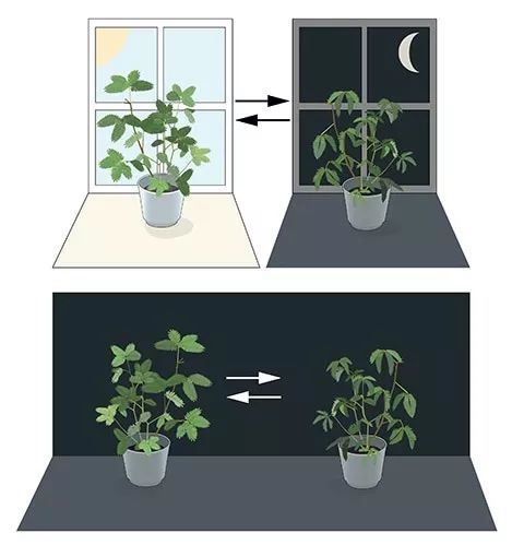 含羞草叶子图片欣赏 含羞草叶子图片 