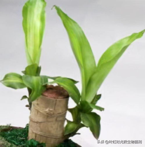 尖叶子水培植物 尖叶子水培植物图片大全 