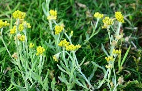 菊花草的叶子图片大全集 菊花草的叶子图片大全 