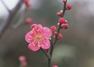 梅花11月还有叶子吗为什么 梅花11月还有叶子吗 