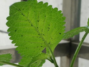 菊花叶子上长虫子图片 菊花叶子上长虫子的困扰及其解决方法 