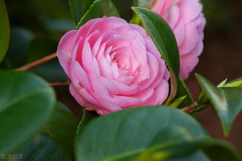 山茶花叶子背面 山茶花叶子背面有黑点,怎么办 