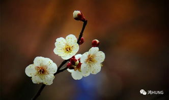 梅花长叶子的样子图片 梅花长叶子的样子图片欣赏 